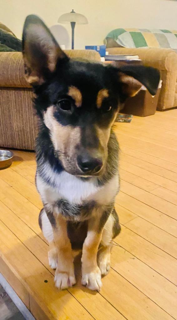 Henry, a Adoptable mixed breed in Yellowknife, NT image 2/6