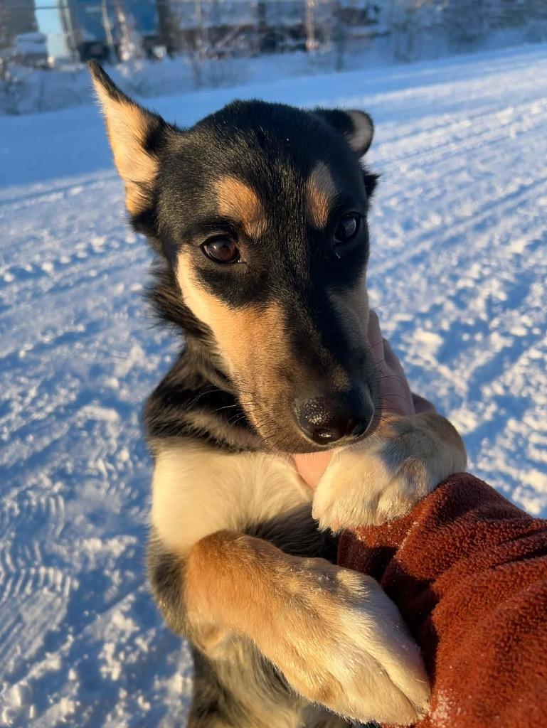 Henry, a Adoptable mixed breed in Yellowknife, NT image 3/6