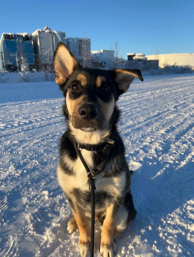 Henry, a Adoptable mixed breed in Yellowknife, NT image 6/6