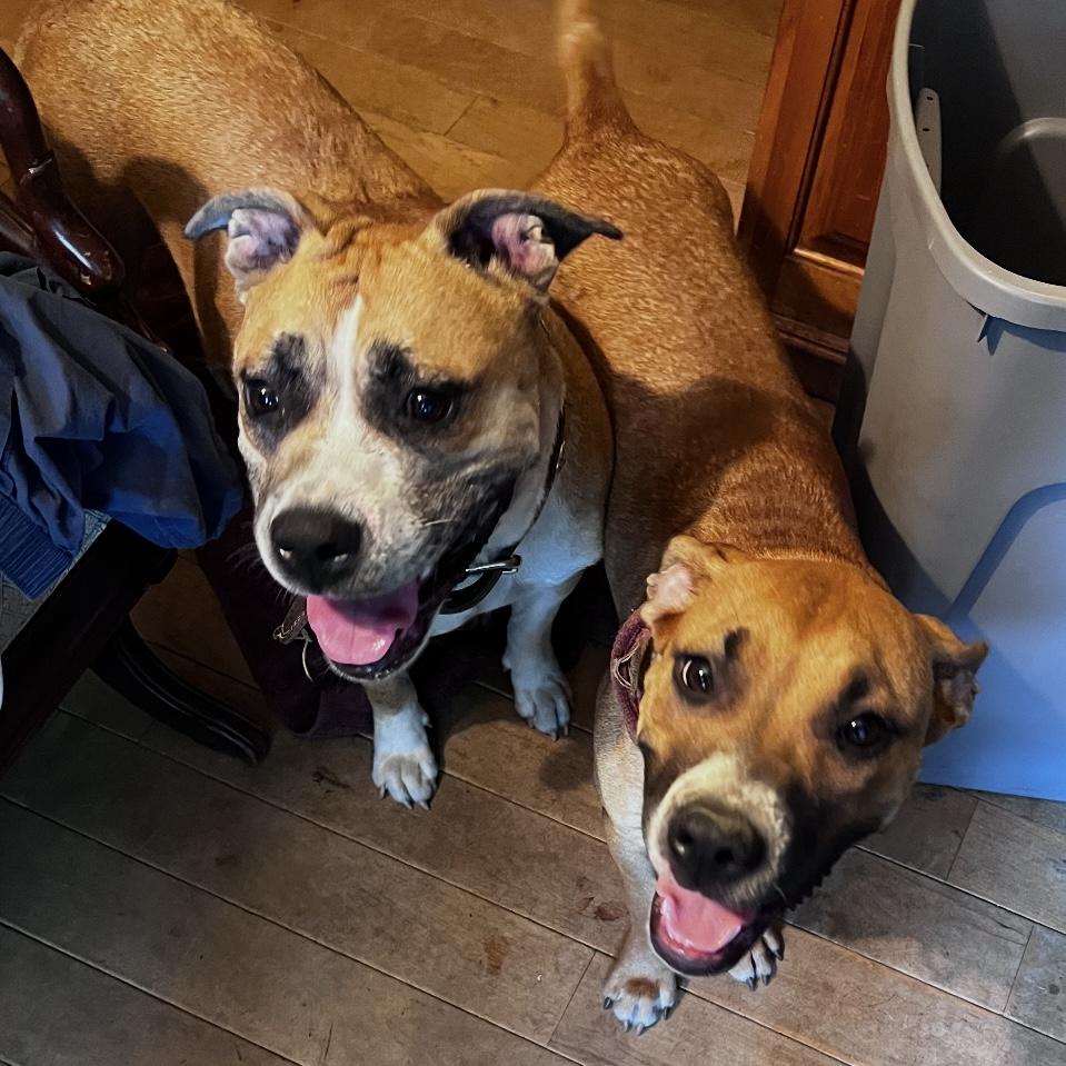 Enlarge Gigi, a Adoptable mixed breed in Port Byron , NY image 6/6