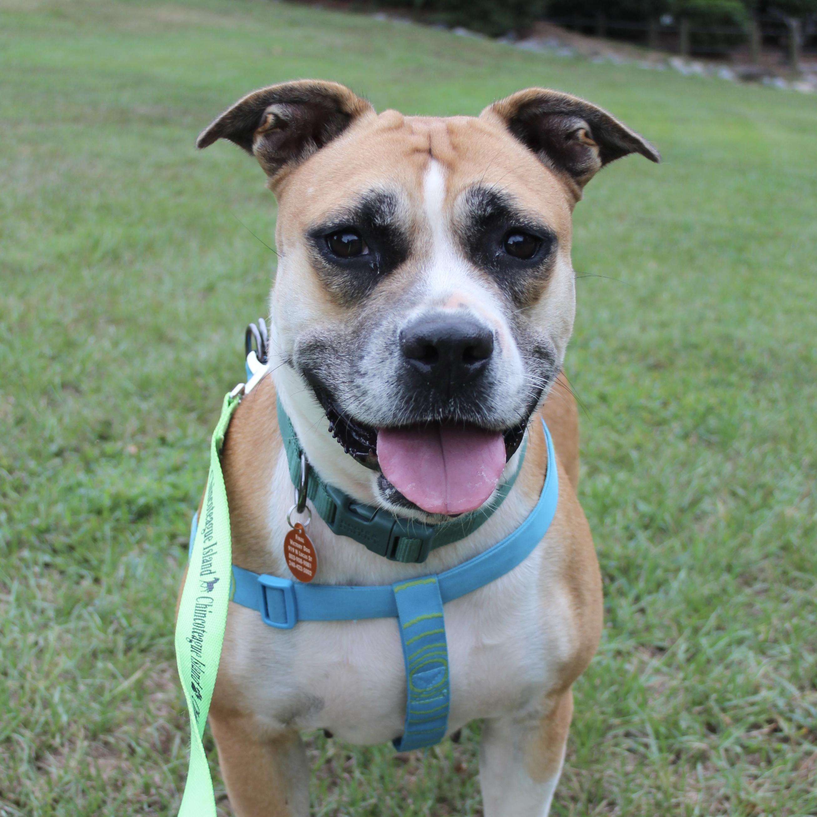 Gigi, Adoptable, Adult Female Boxer.