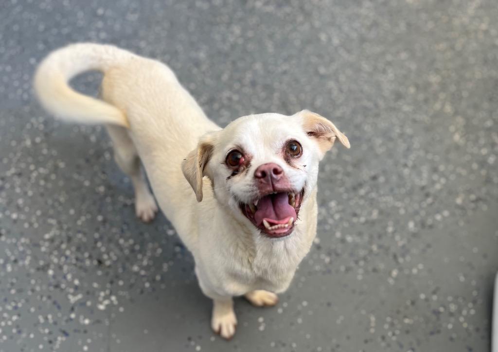 Enlarge Kirt, a Adoptable mixed breed in Thousand Oaks, CA image 2/6