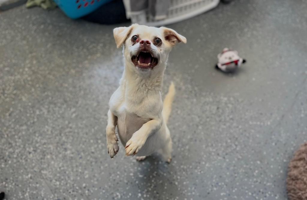 Enlarge Kirt, a Adoptable mixed breed in Thousand Oaks, CA image 3/6