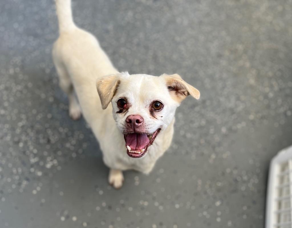 Enlarge Kirt, a Adoptable mixed breed in Thousand Oaks, CA image 4/6