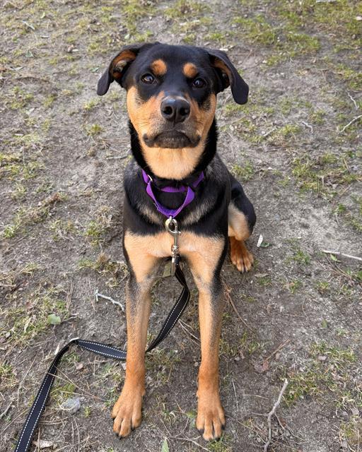 LILAH, Adoptable, Young Female Black and Tan Coonhound & Mixed Breed.