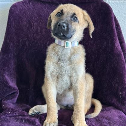 Jenna, an adopted mixed breed in Red Bluff, CA image 2/2