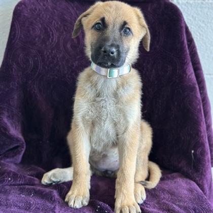 Jenna, adopted, Puppy Female Shepherd.