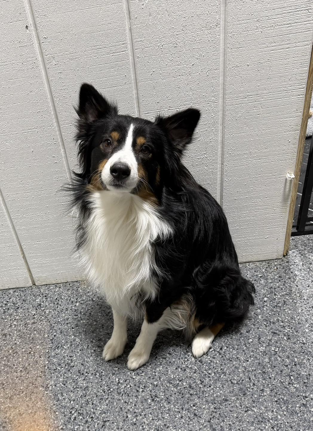 Otis, a ADOPTABLE Australian Shepherd in Kutztown, PA image 3/5