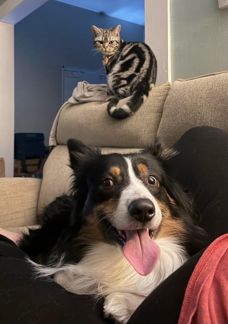 Otis, a ADOPTABLE Australian Shepherd in Kutztown, PA image 2/5