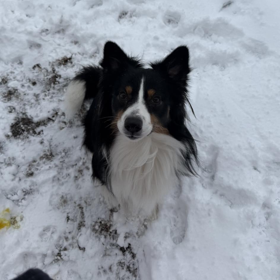Otis, a ADOPTABLE Australian Shepherd in Kutztown, PA image 4/5