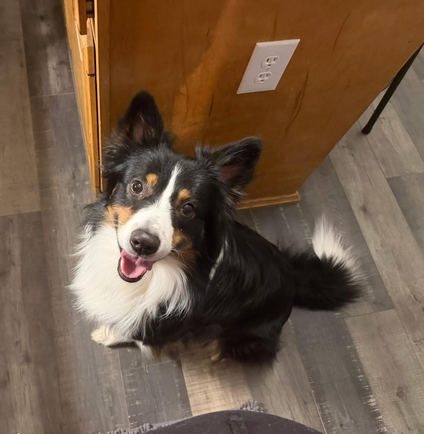 Otis, a ADOPTABLE Australian Shepherd in Kutztown, PA image 1/5