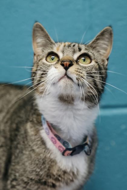 Tippy, Adoptable, Young Female Domestic Short Hair & Domestic Short Hair.