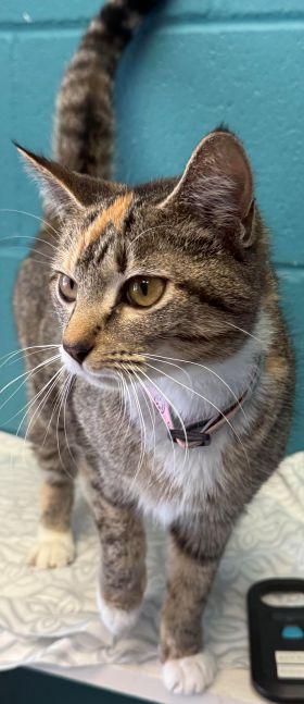 Enlarge Tippy, a Adoptable mixed breed in Dothan, AL image 2/2