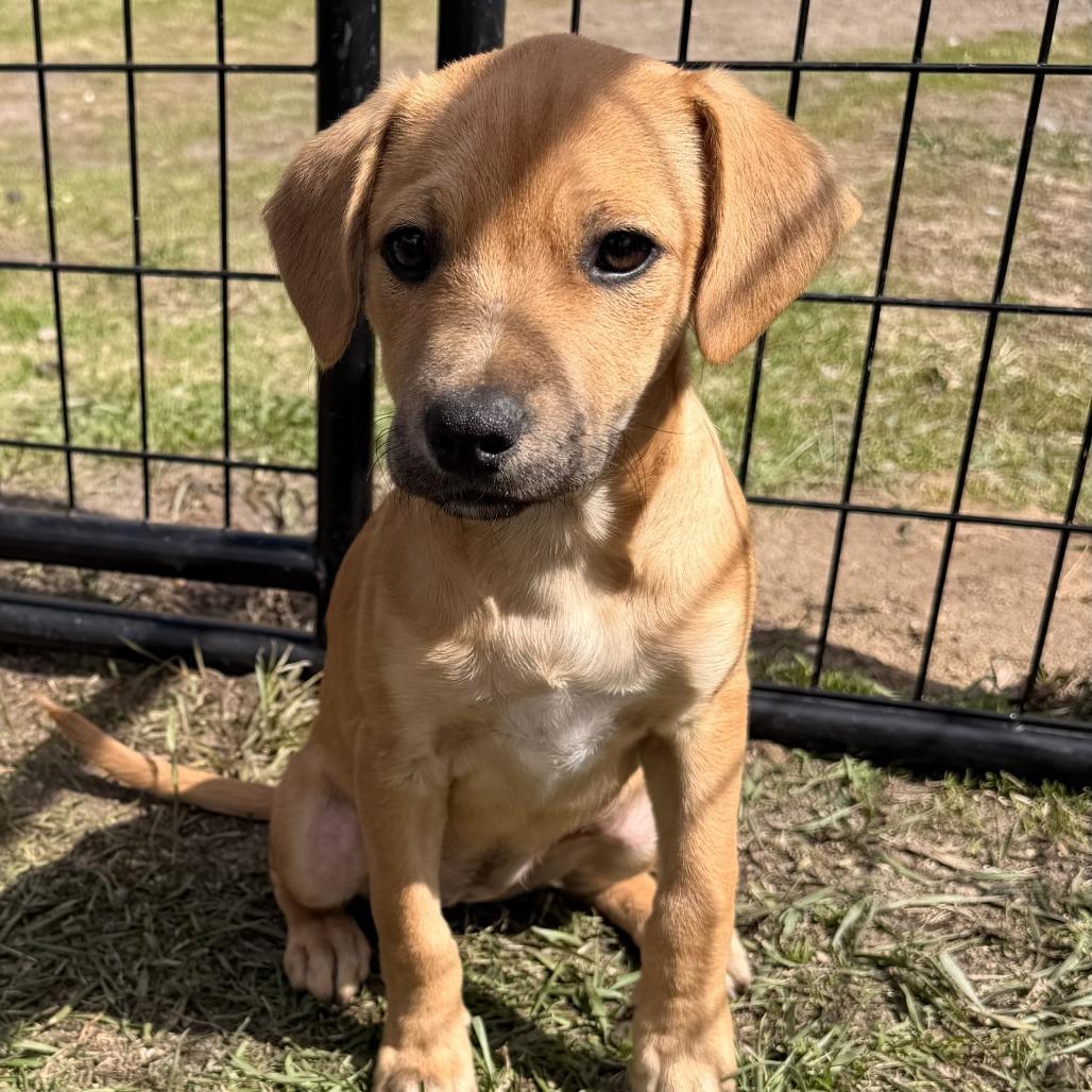 Enlarge Waverly, a Adoptable mixed breed in Wadena, MN image 1/3