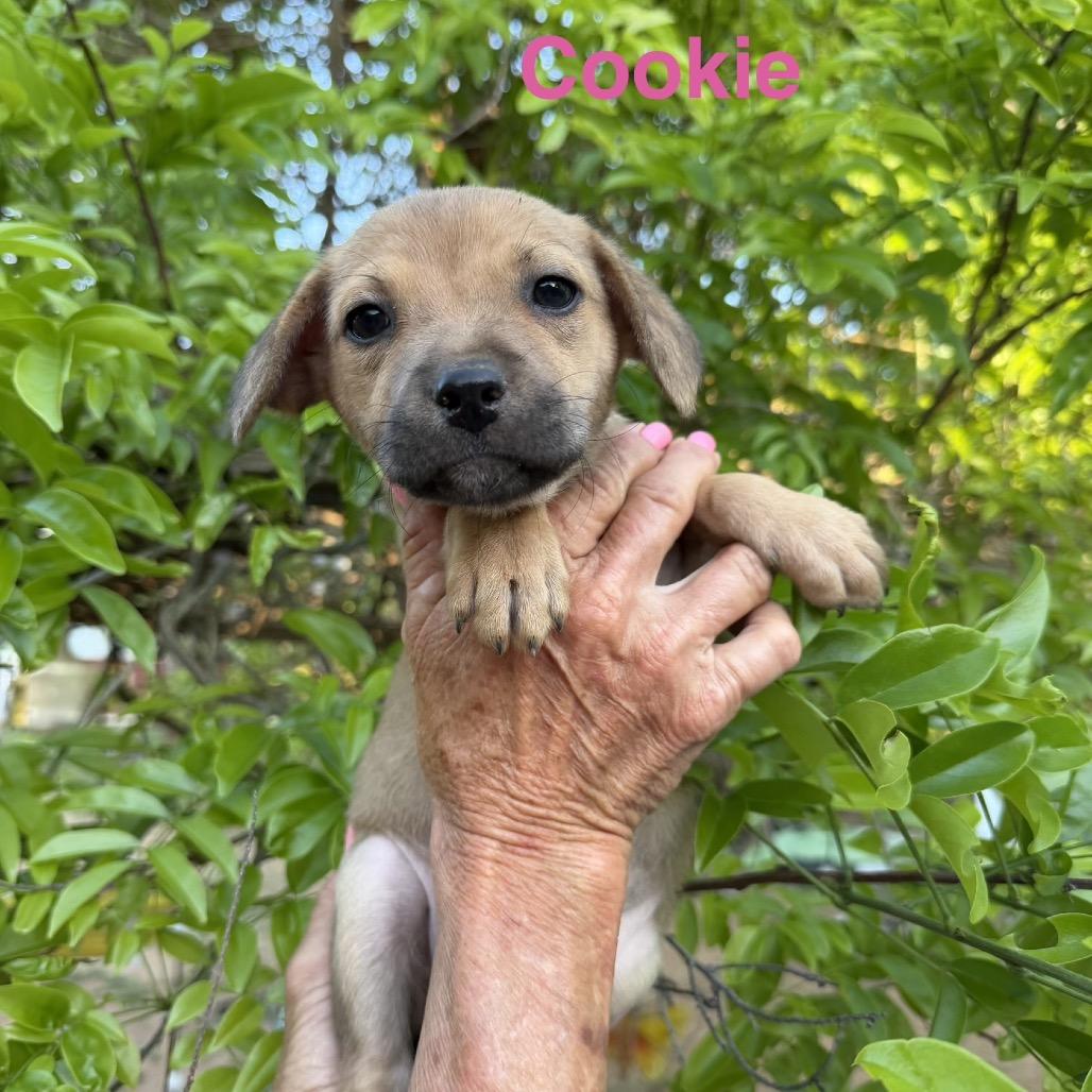 Enlarge Waverly, a Adoptable mixed breed in Wadena, MN image 2/3