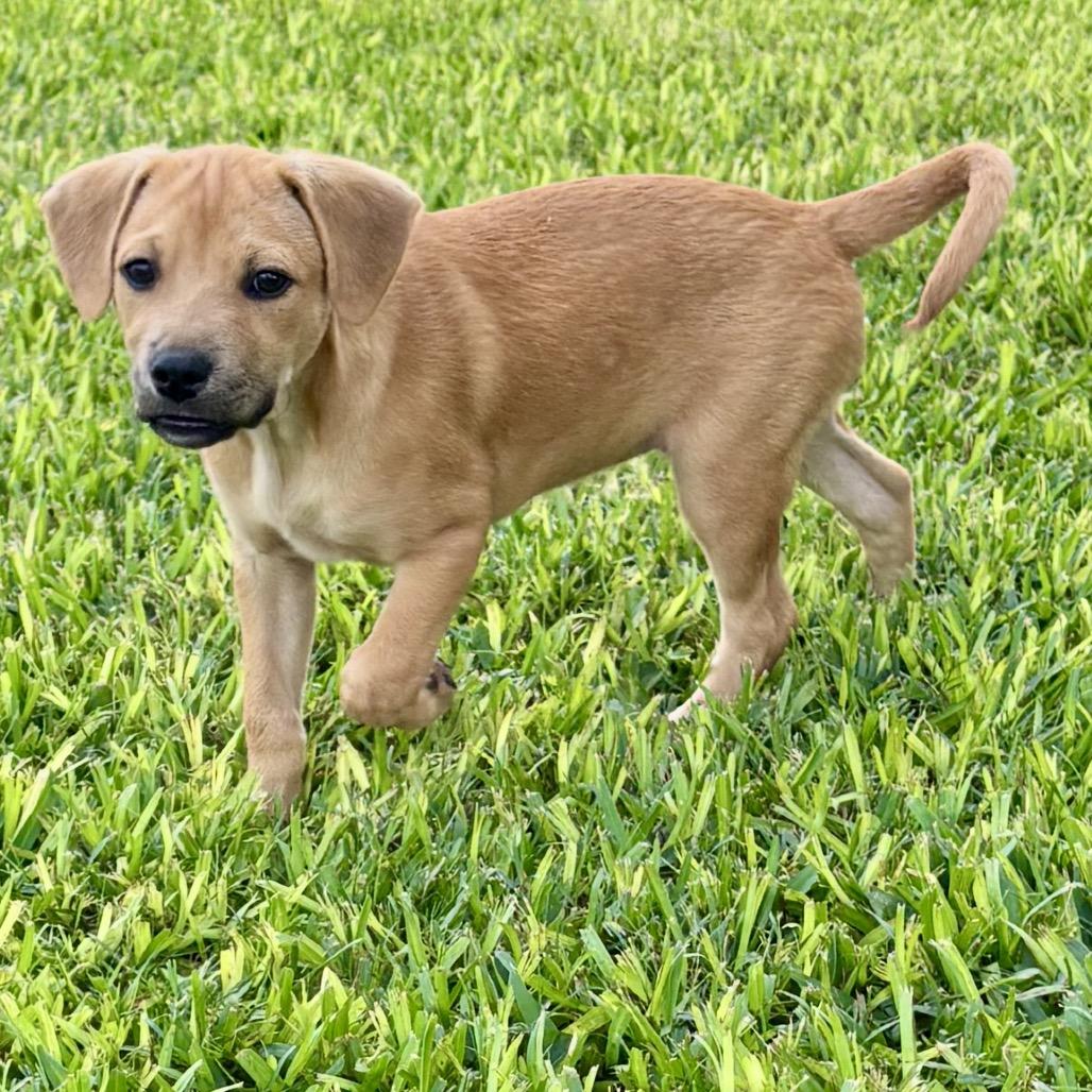Enlarge Waverly, a Adoptable mixed breed in Wadena, MN image 3/3