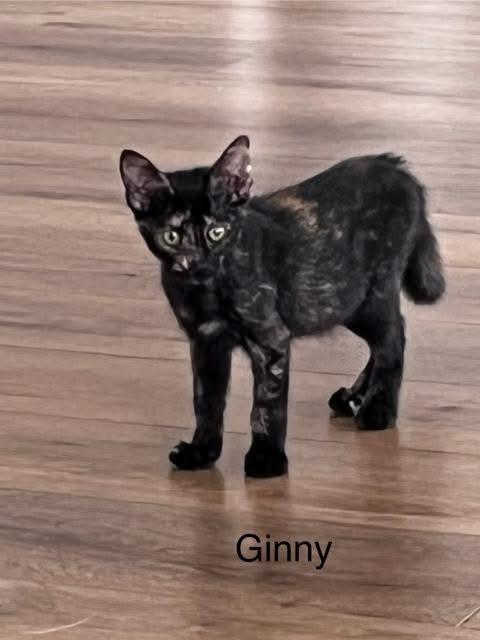 Ginny