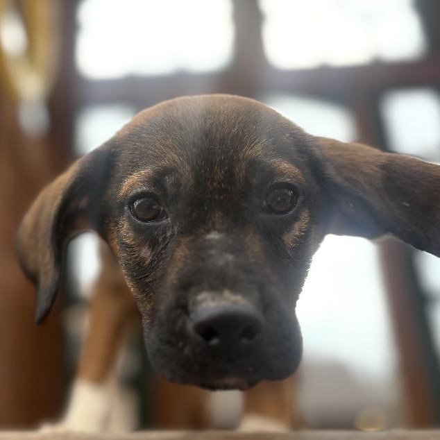Enlarge Vader, a Adoptable mixed breed in Johnston, RI image 5/6