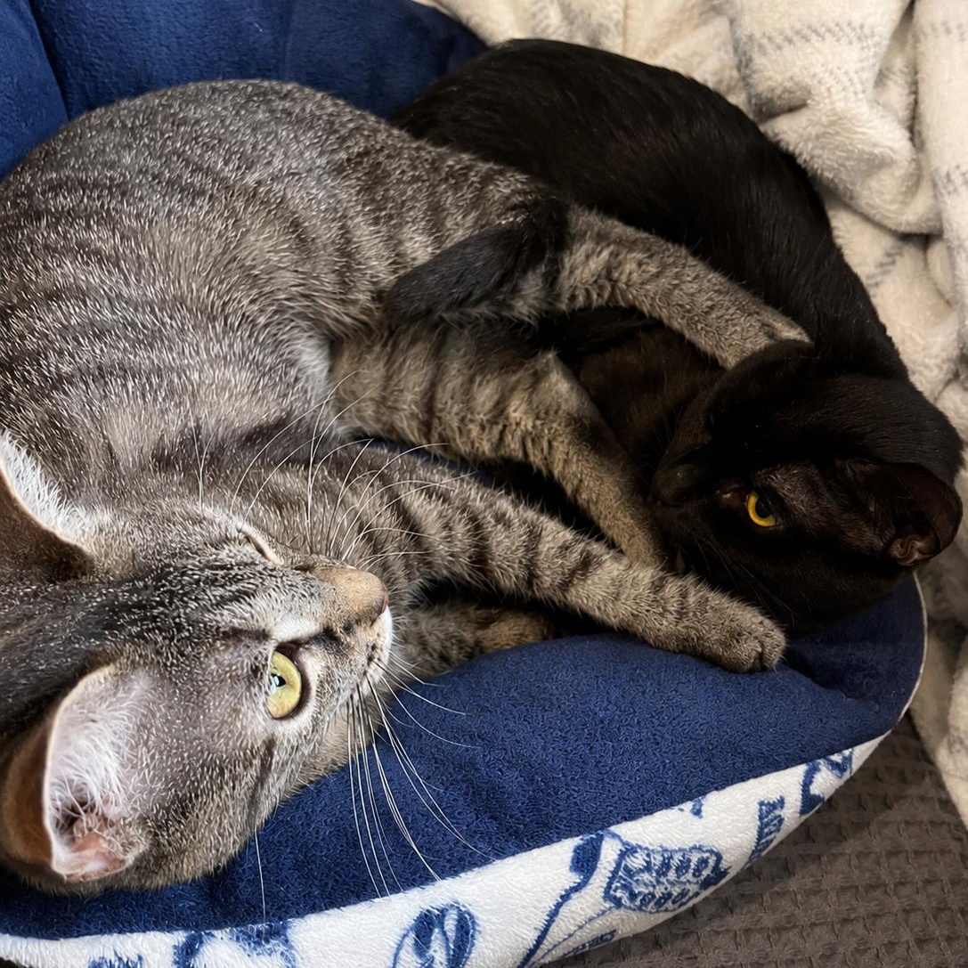 Hercules & Xena, a ADOPTABLE Domestic Short Hair in LAKE HOPATCONG, NJ image 2/4