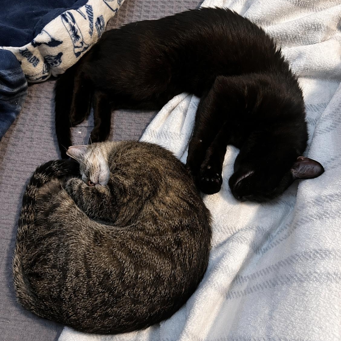 Hercules & Xena, a ADOPTABLE Domestic Short Hair in LAKE HOPATCONG, NJ image 3/4