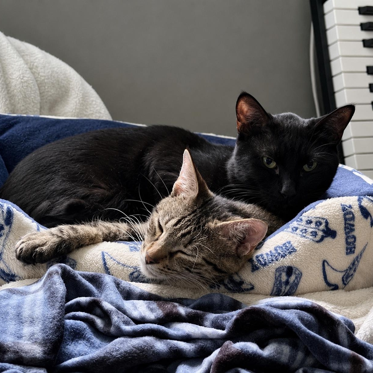 Hercules & Xena, ADOPTABLE, Young Female Domestic Short Hair.