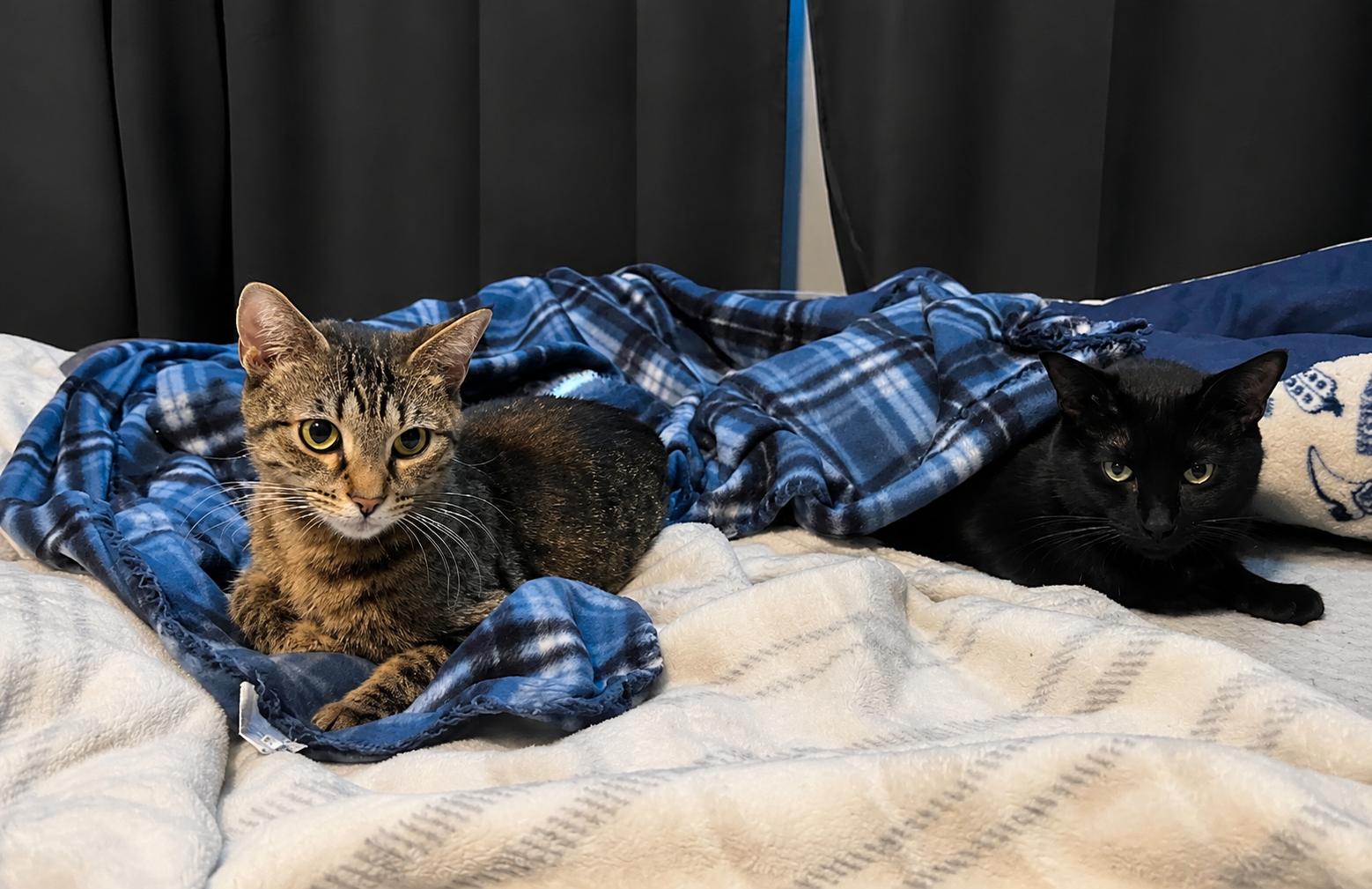 Hercules & Xena, a ADOPTABLE Domestic Short Hair in LAKE HOPATCONG, NJ image 4/4