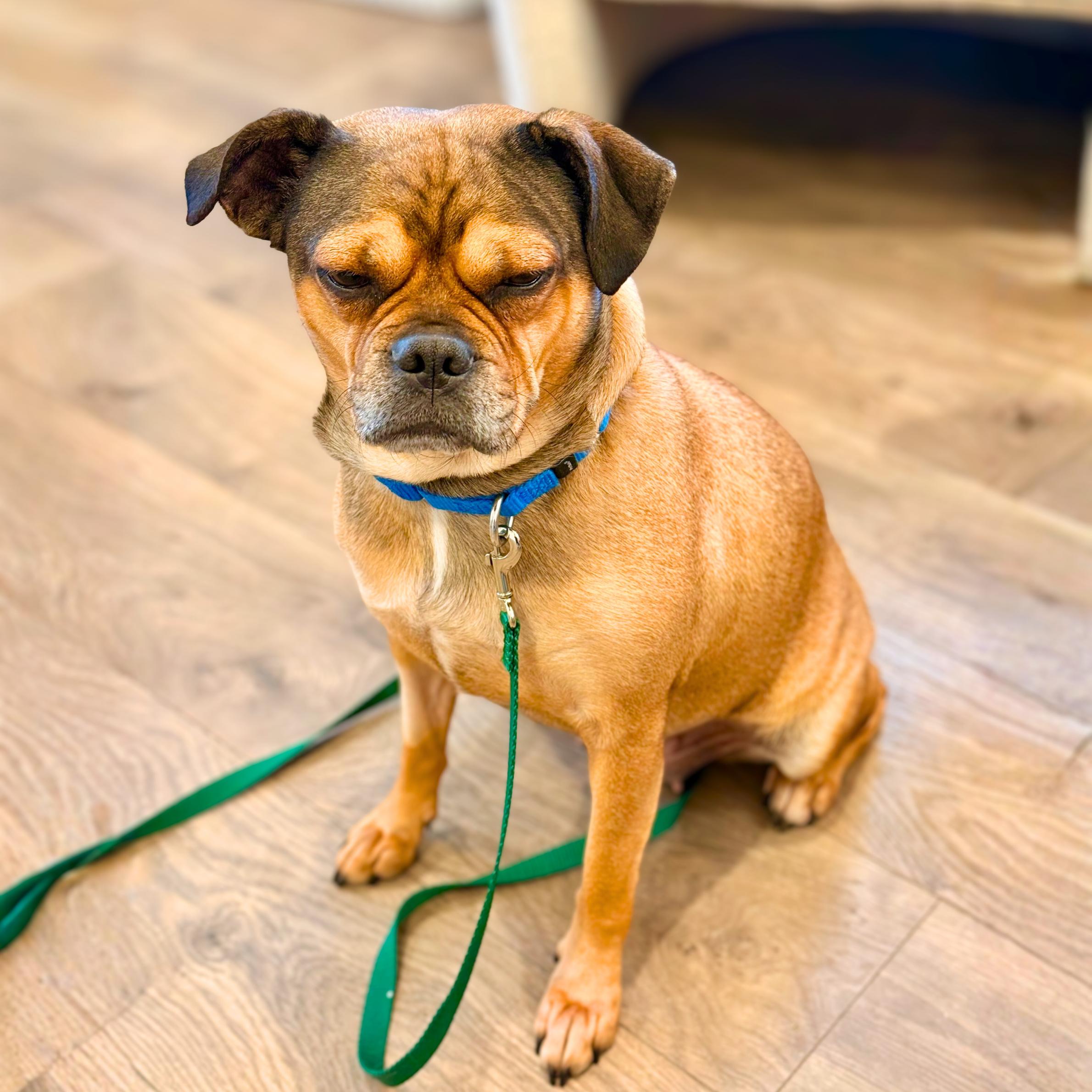 Enlarge Zhu Zhu, a ADOPTABLE mixed breed in New York, NY image 5/6