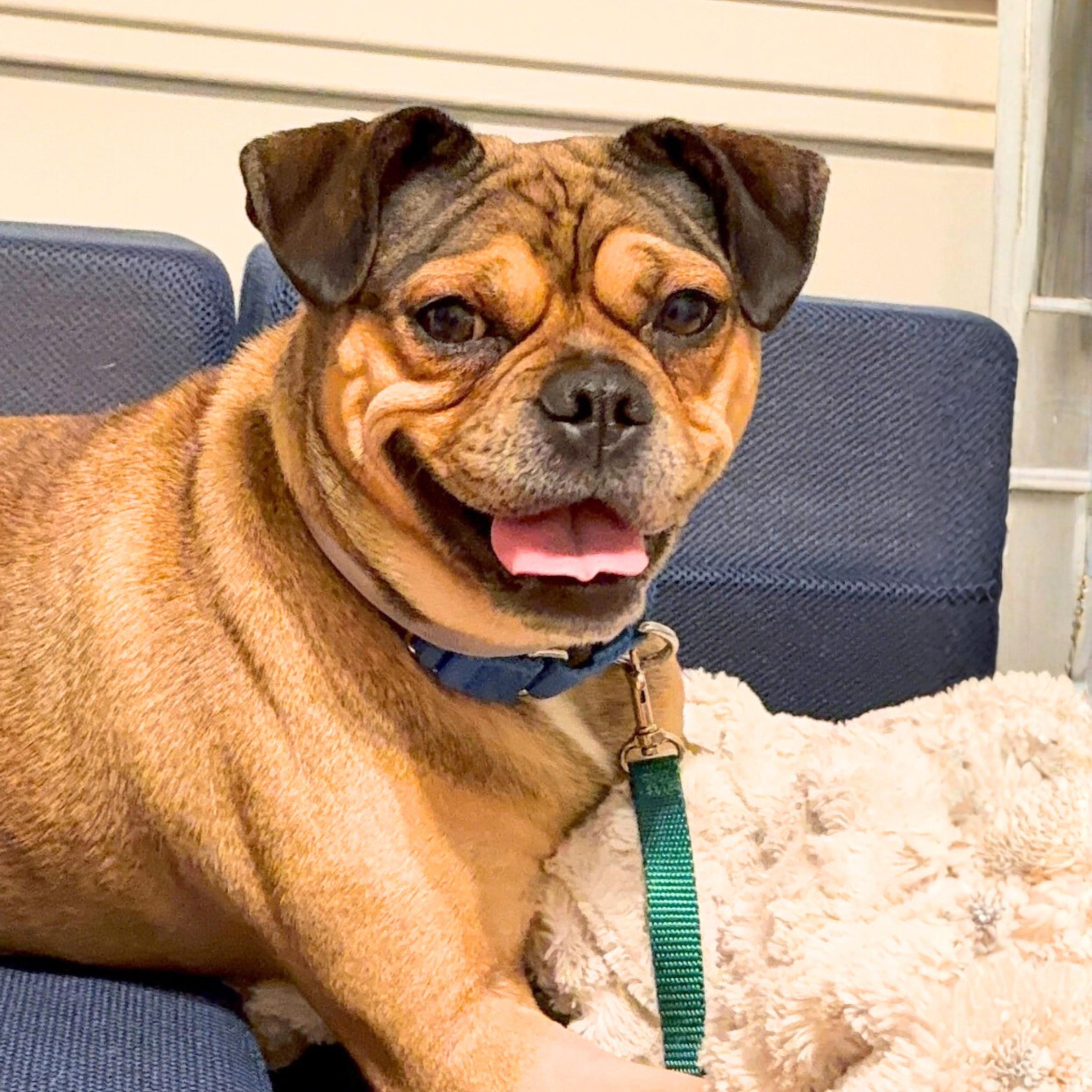 Enlarge Zhu Zhu, a ADOPTABLE mixed breed in New York, NY image 3/6