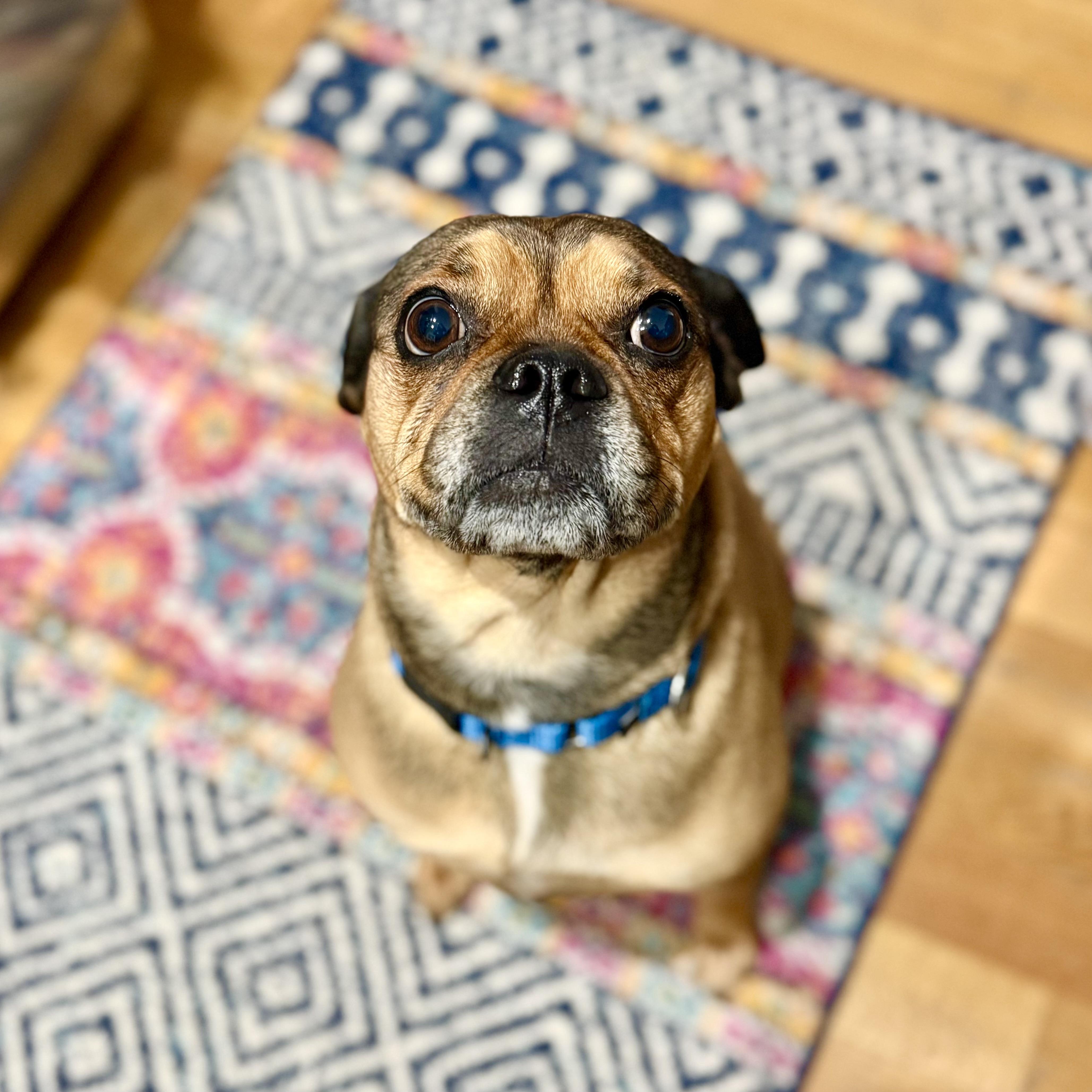 Enlarge Zhu Zhu, a ADOPTABLE mixed breed in New York, NY image 3/6