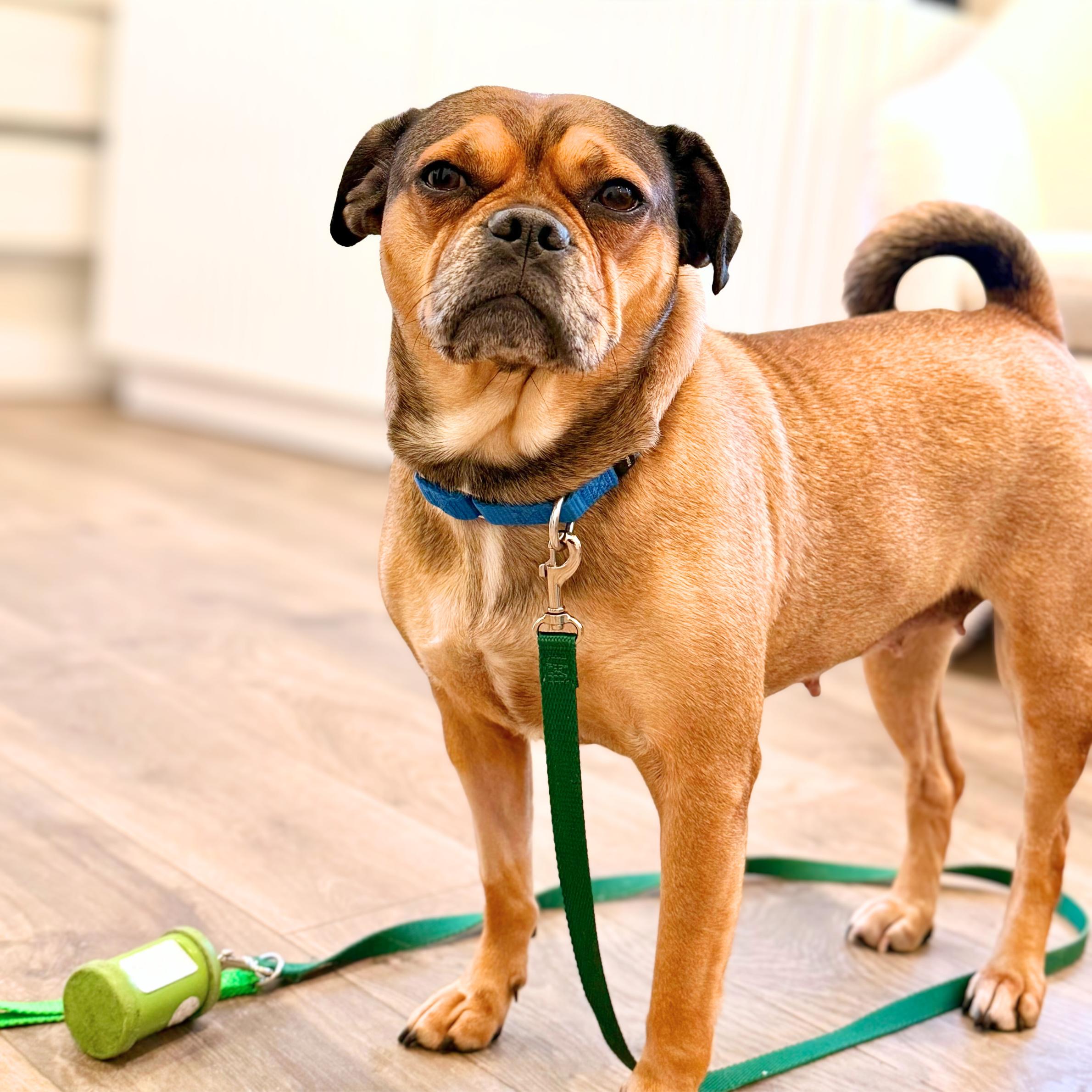 Enlarge Zhu Zhu, a ADOPTABLE mixed breed in New York, NY image 2/6