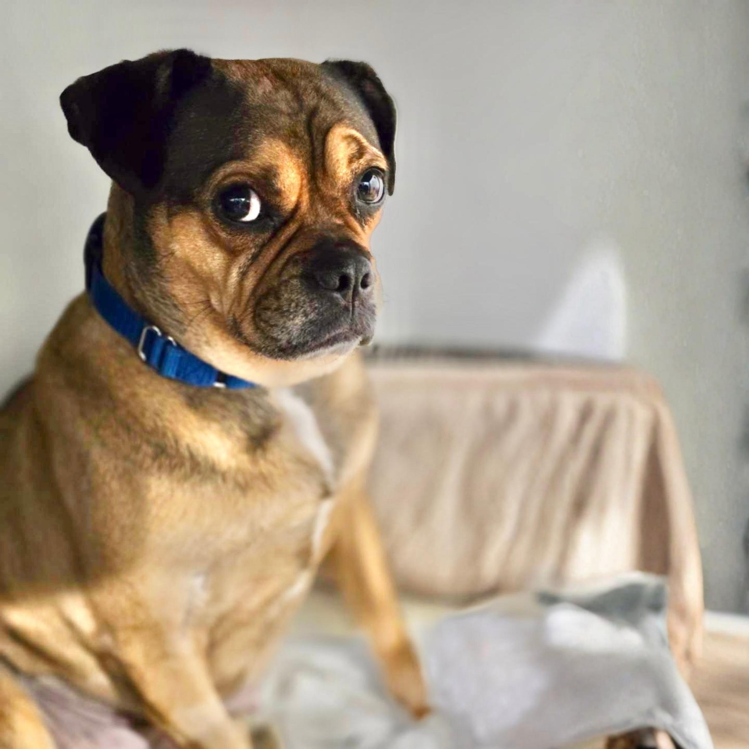 Enlarge Zhu Zhu, a ADOPTABLE mixed breed in New York, NY image 1/6