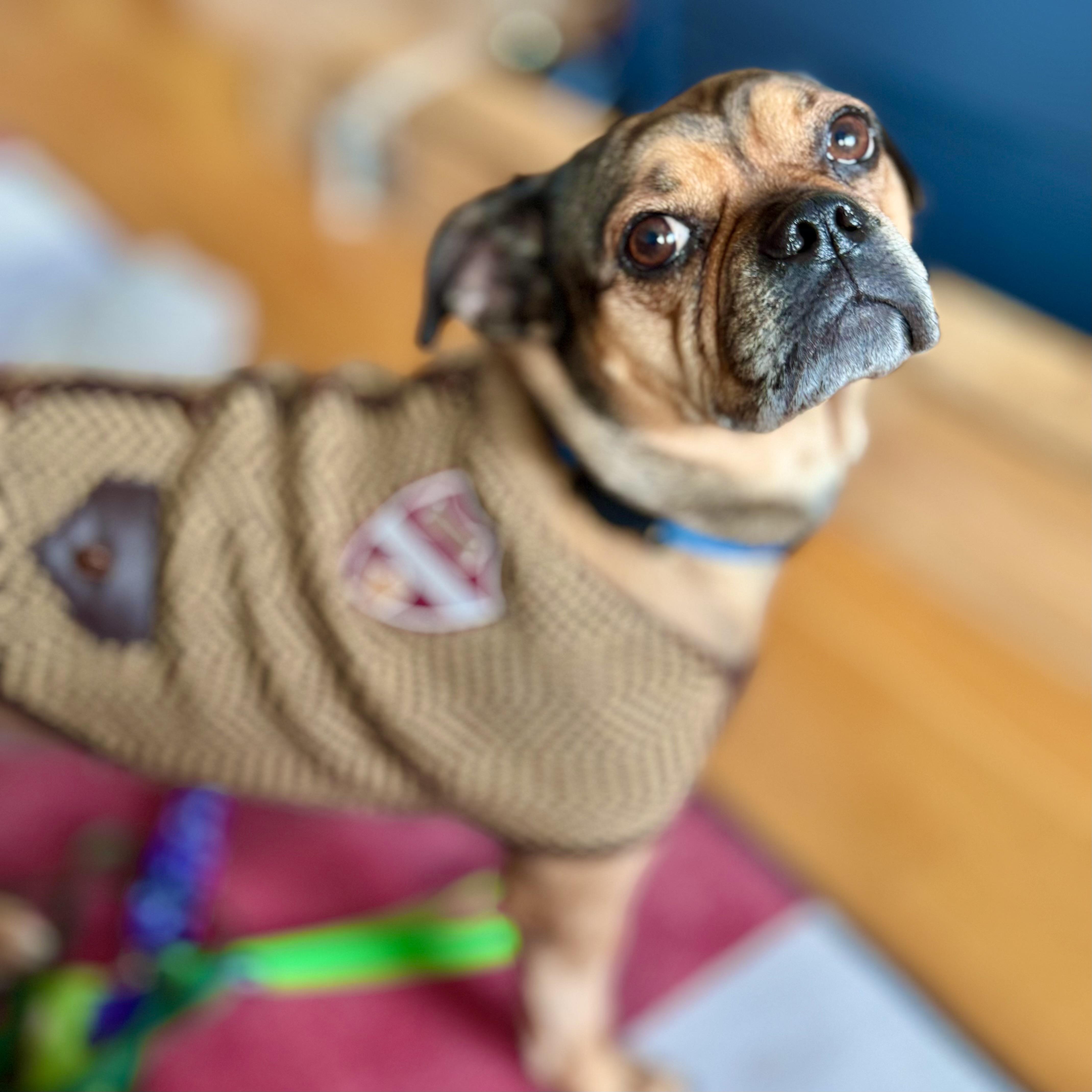 Enlarge Zhu Zhu, a ADOPTABLE mixed breed in New York, NY image 2/6