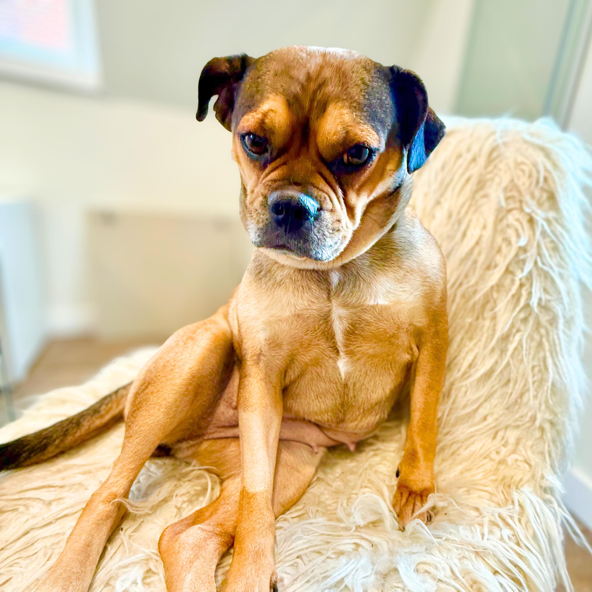 Enlarge Zhu Zhu, a ADOPTABLE mixed breed in New York, NY image 4/6