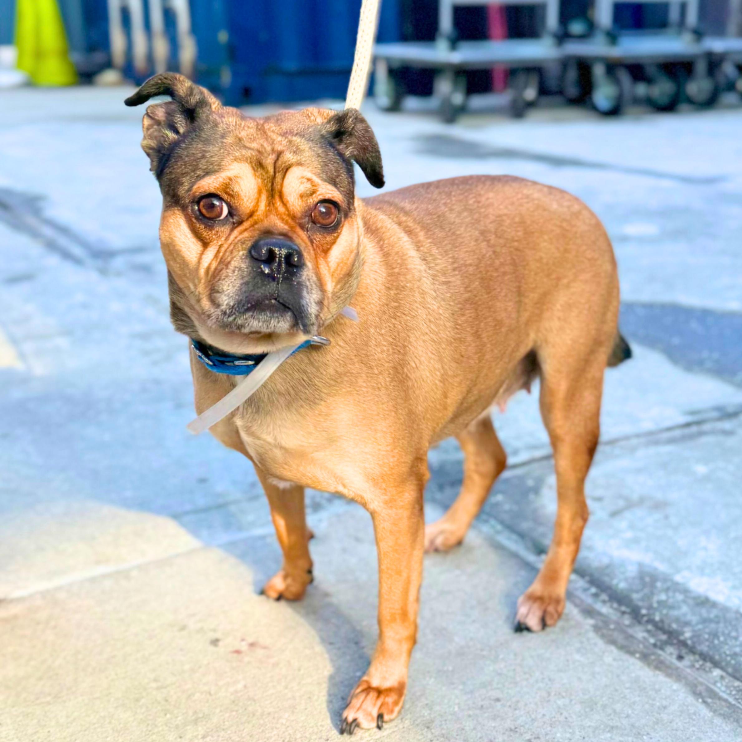 Enlarge Zhu Zhu, a ADOPTABLE mixed breed in New York, NY image 6/6