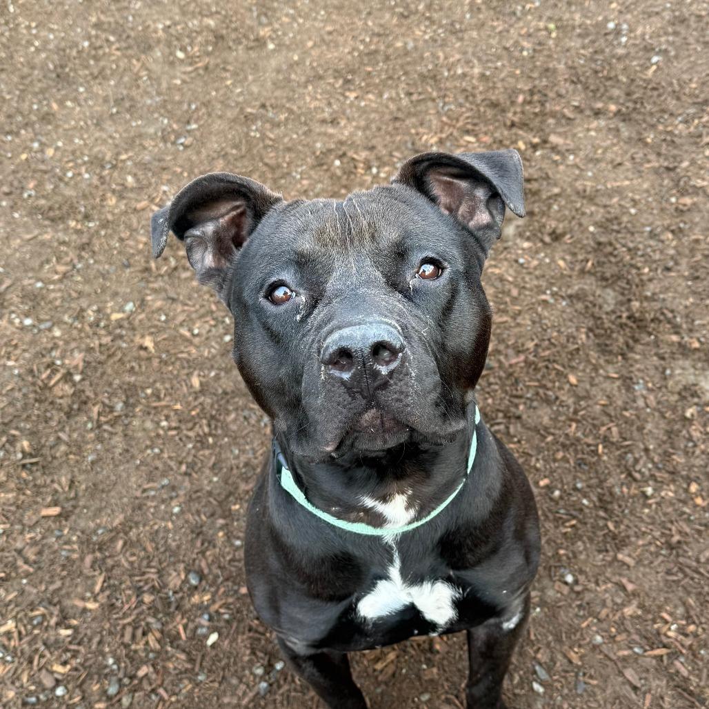Enlarge Rocky, a Adoptable Pit Bull Terrier in Tacoma, WA image 1/2