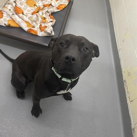 Enlarge Rocky, a Adoptable Pit Bull Terrier in Tacoma, WA image 2/2