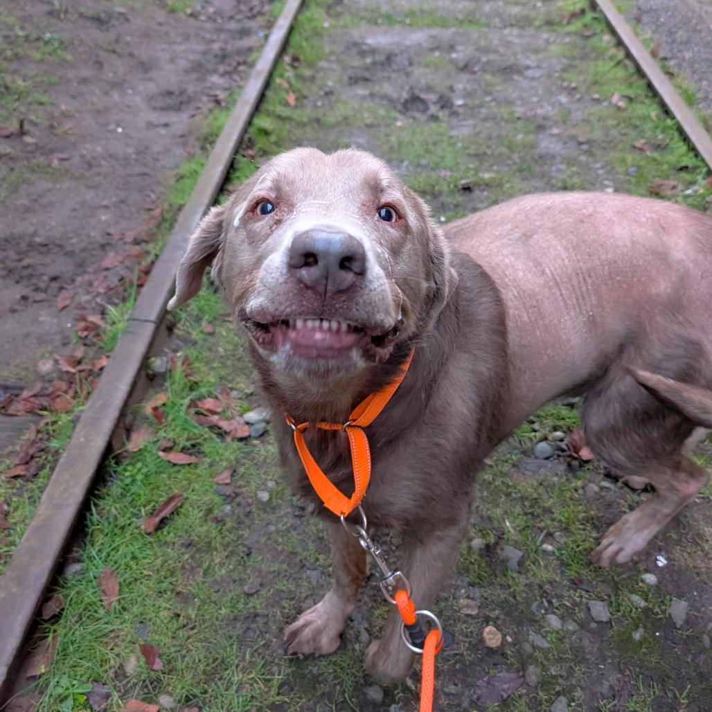 Hank, Adoptable, Adult Male Labrador Retriever.