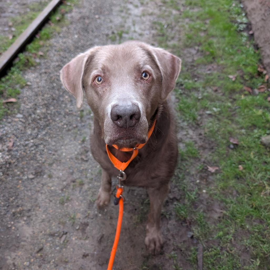 Enlarge Hank, a Adoptable Labrador Retriever in Tacoma, WA image 2/4