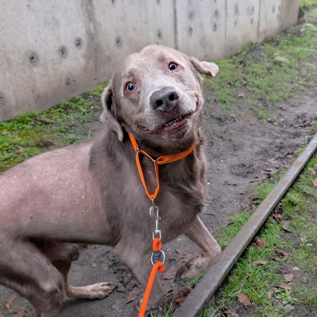 Enlarge Hank, a Adoptable Labrador Retriever in Tacoma, WA image 3/4