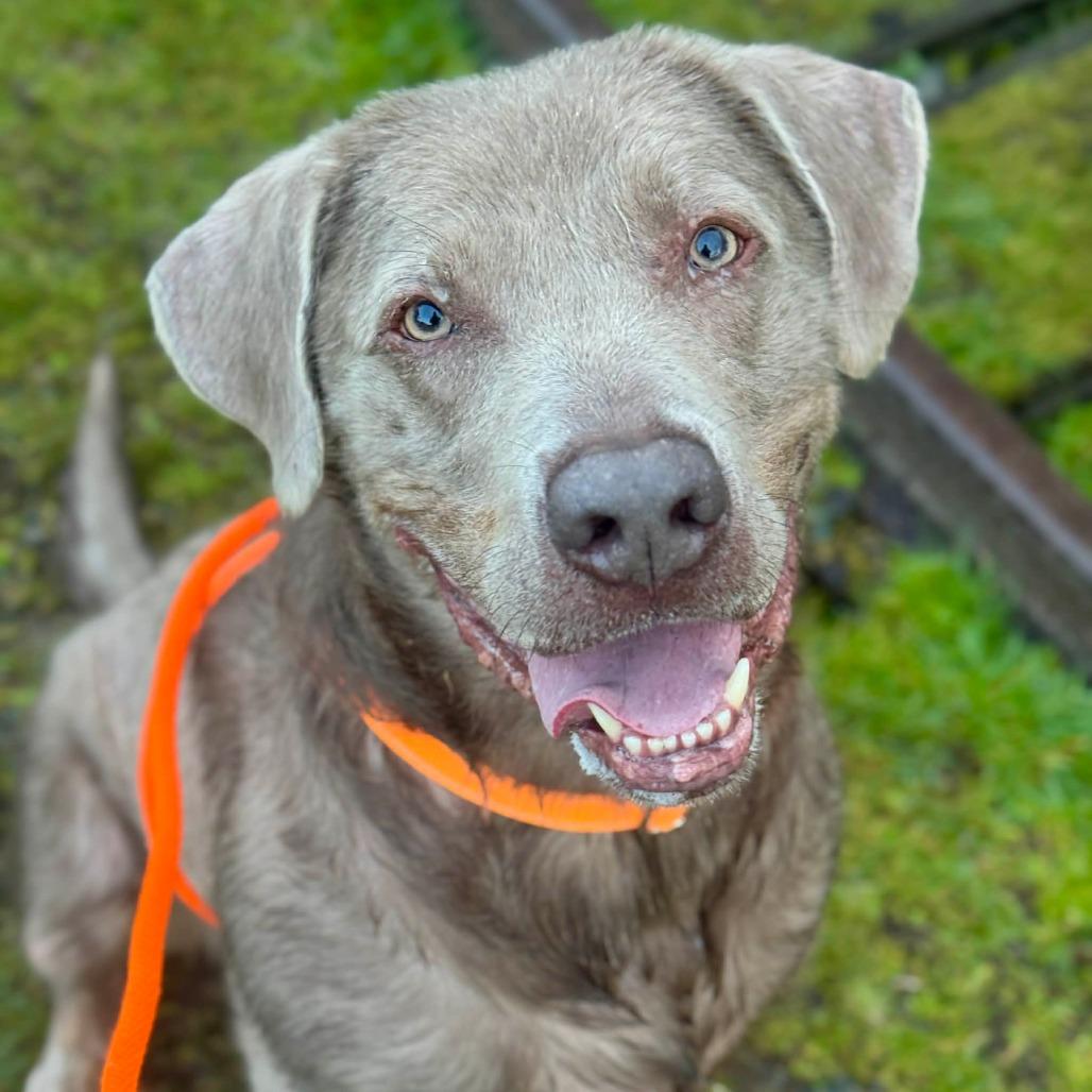 Enlarge Hank, a Adoptable Labrador Retriever in Tacoma, WA image 4/4