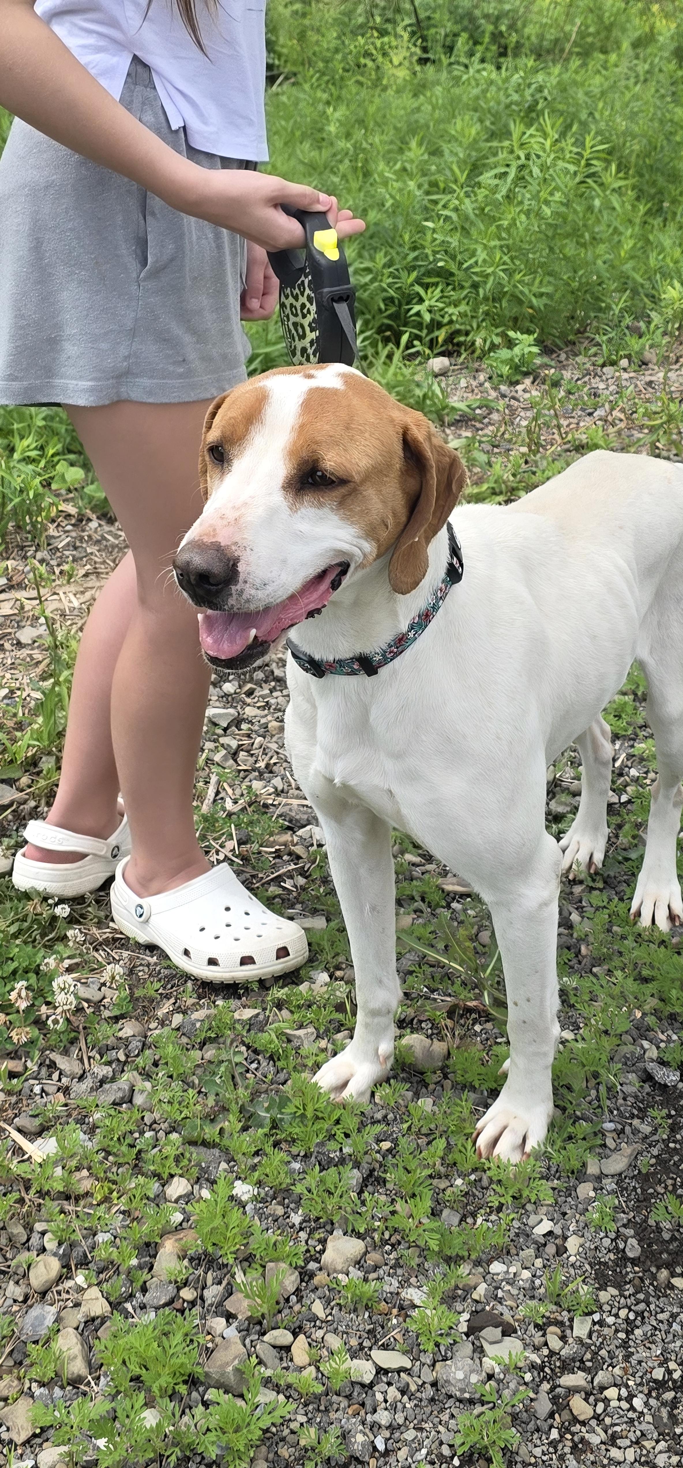 Enlarge Waverly, a Adoptable Hound in Salamanca, NY image 3/6