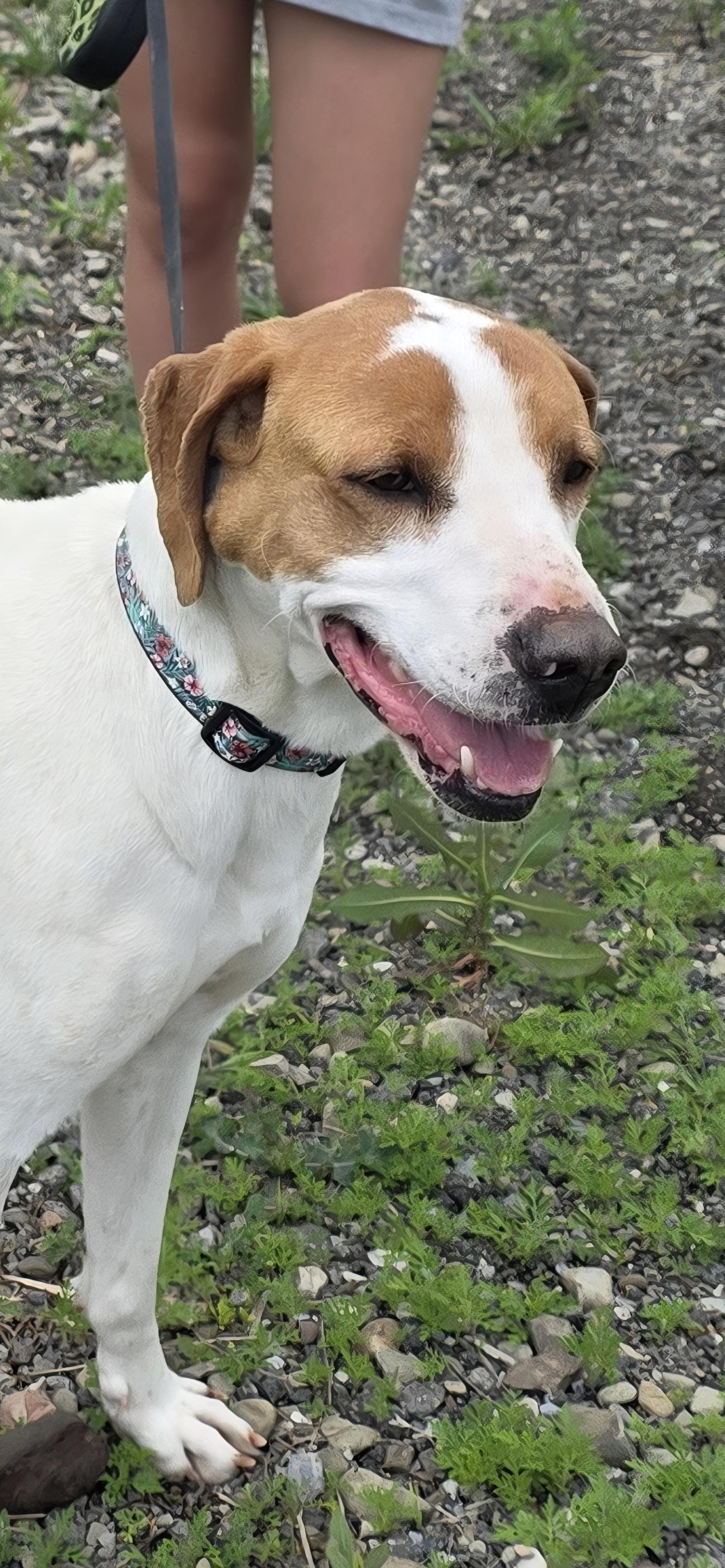 Enlarge Waverly, a Adoptable Hound in Salamanca, NY image 6/6