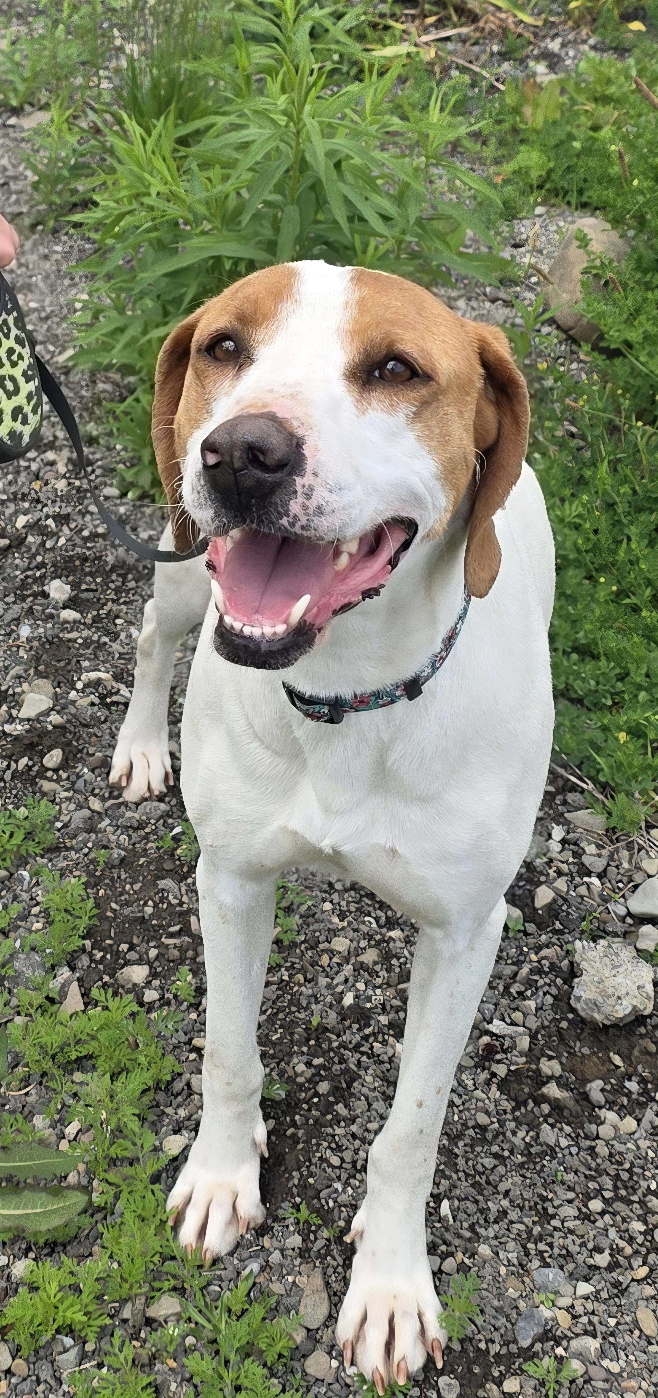Enlarge Waverly, a Adoptable Hound in Salamanca, NY image 5/6