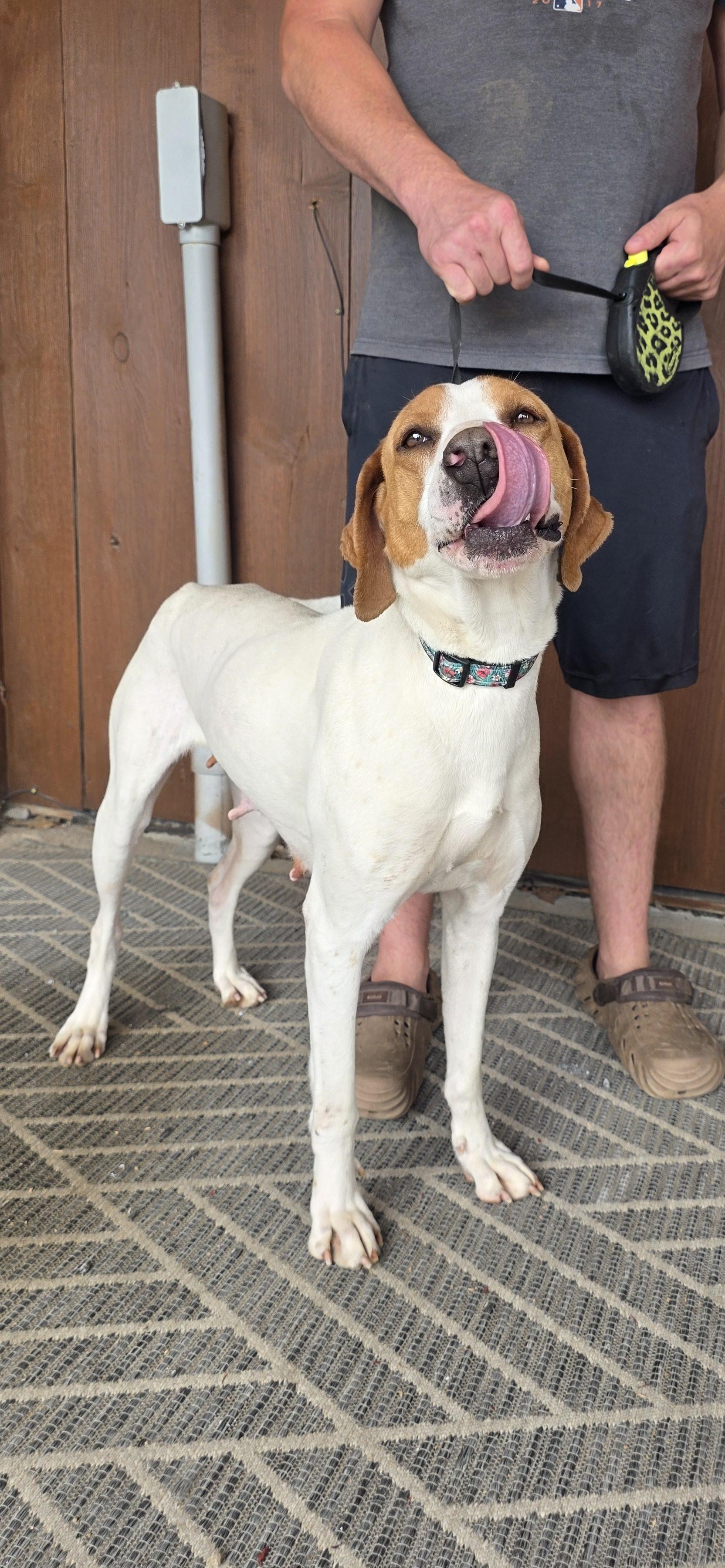 Enlarge Waverly, a Adoptable Hound in Salamanca, NY image 4/6