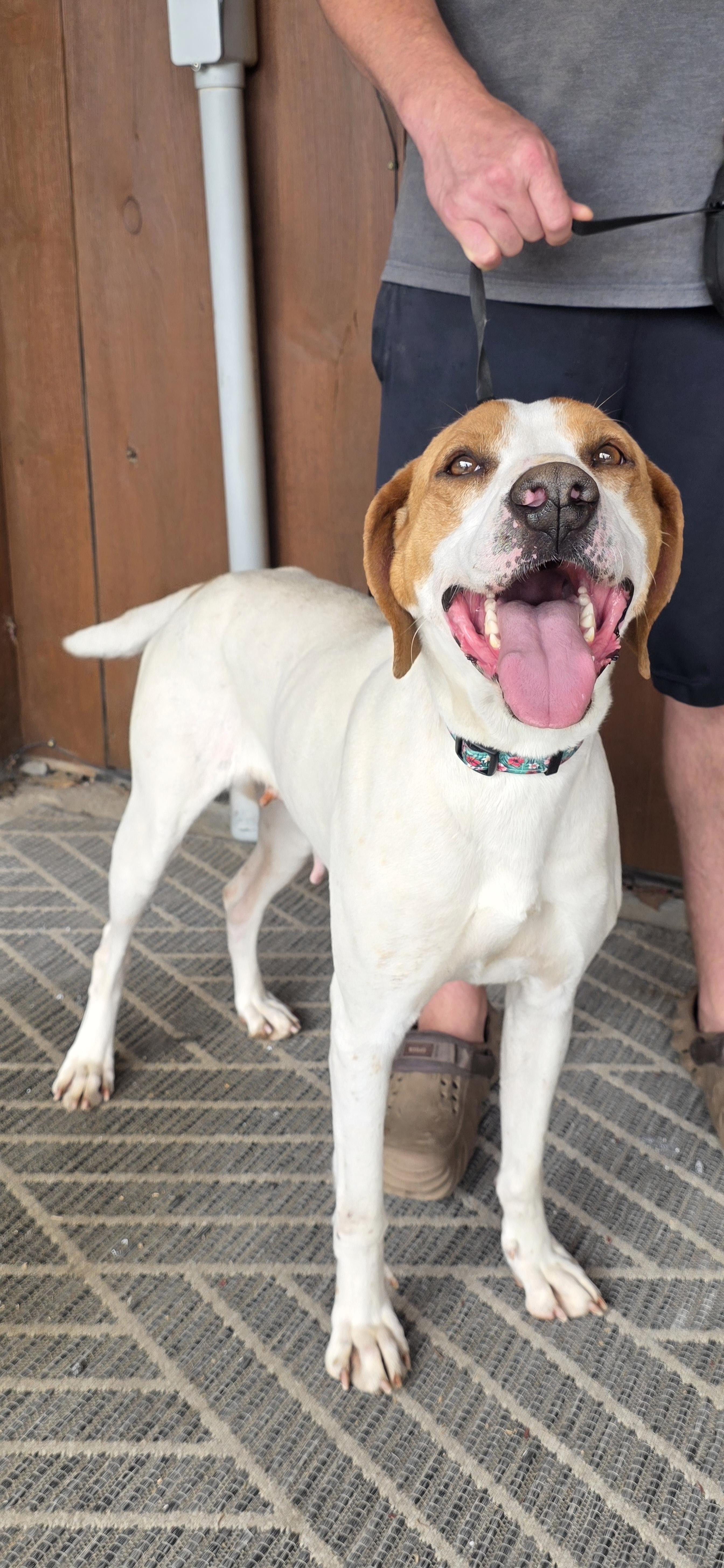 Waverly, Adoptable, Adult Female Hound.