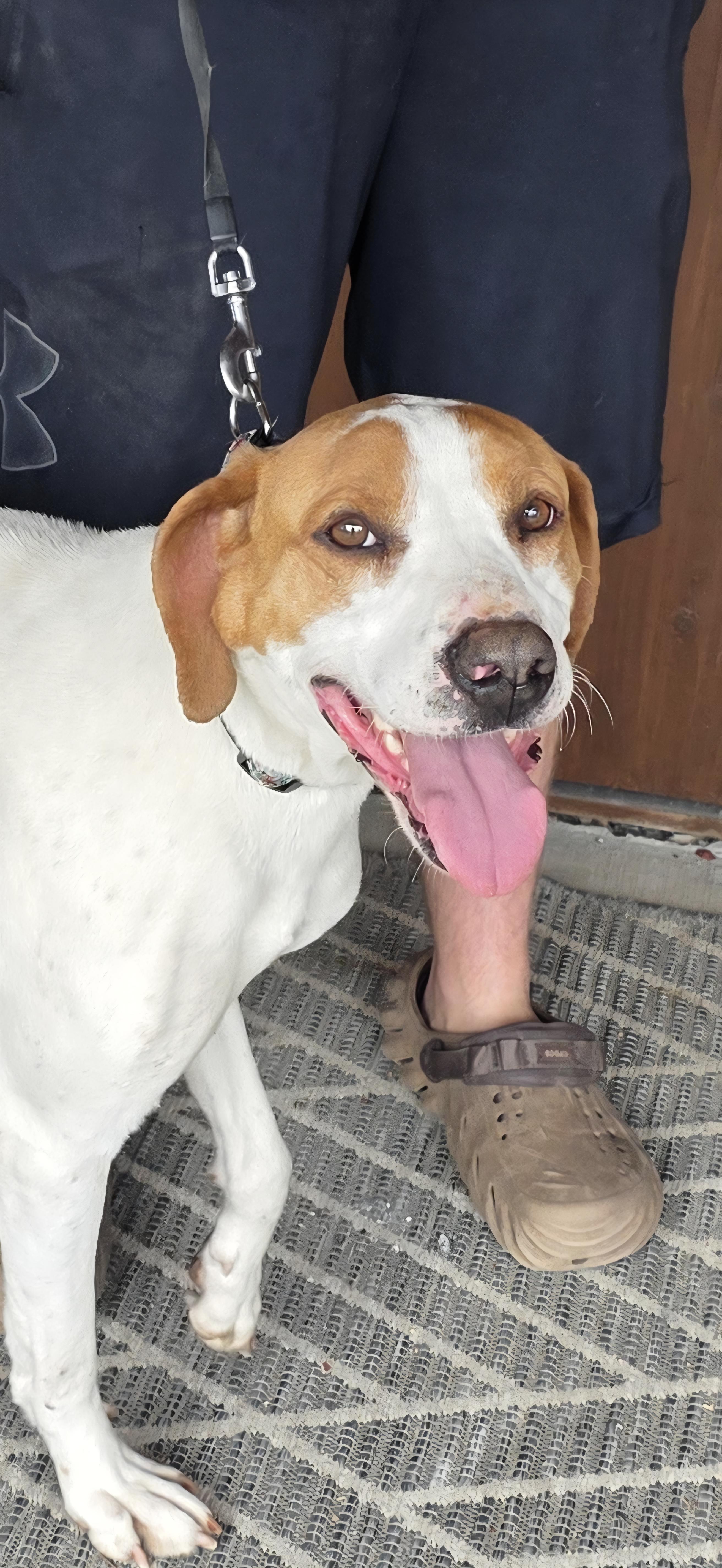Enlarge Waverly, a Adoptable Hound in Salamanca, NY image 2/6