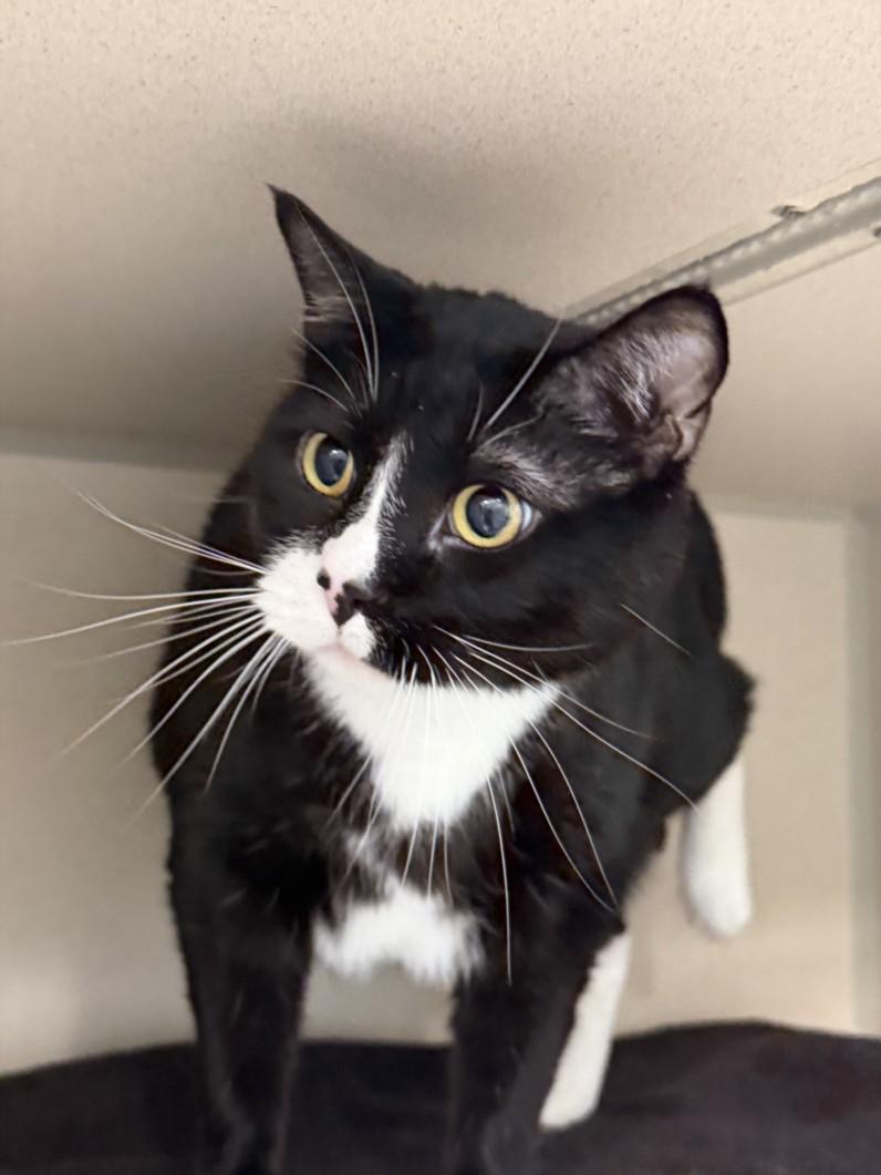 Enlarge OBI, a Adoptable Domestic Short Hair in Loveland, CO image 1/1