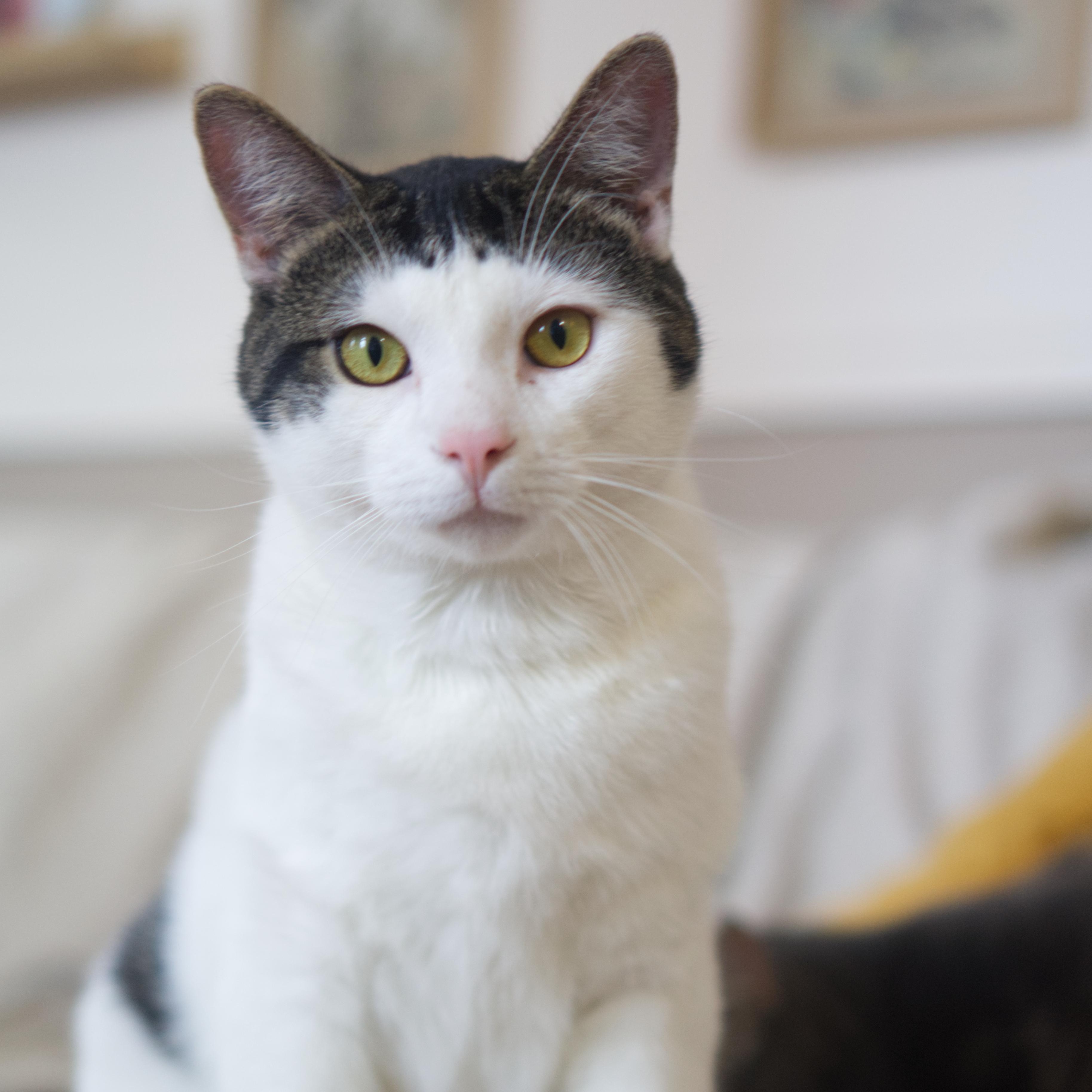 Enlarge Karwai, a ADOPTABLE Domestic Short Hair in Montreal, QC image 3/4