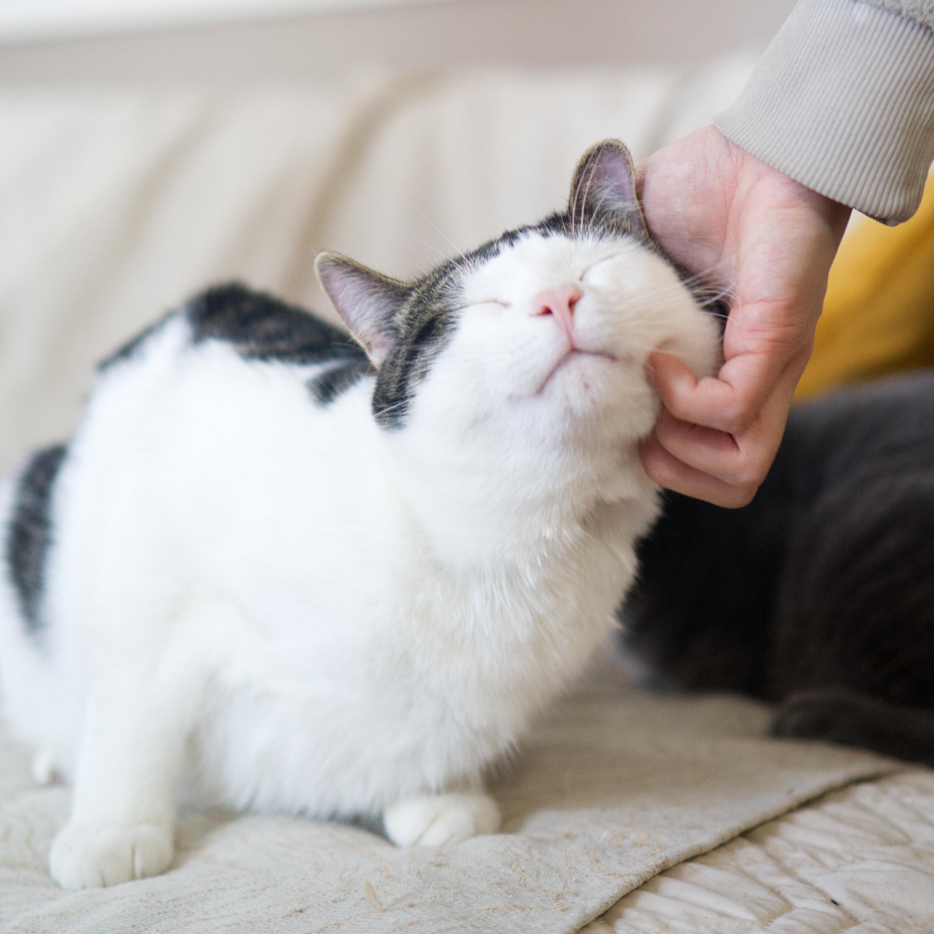 Enlarge Karwai, a ADOPTABLE Domestic Short Hair in Montreal, QC image 4/4