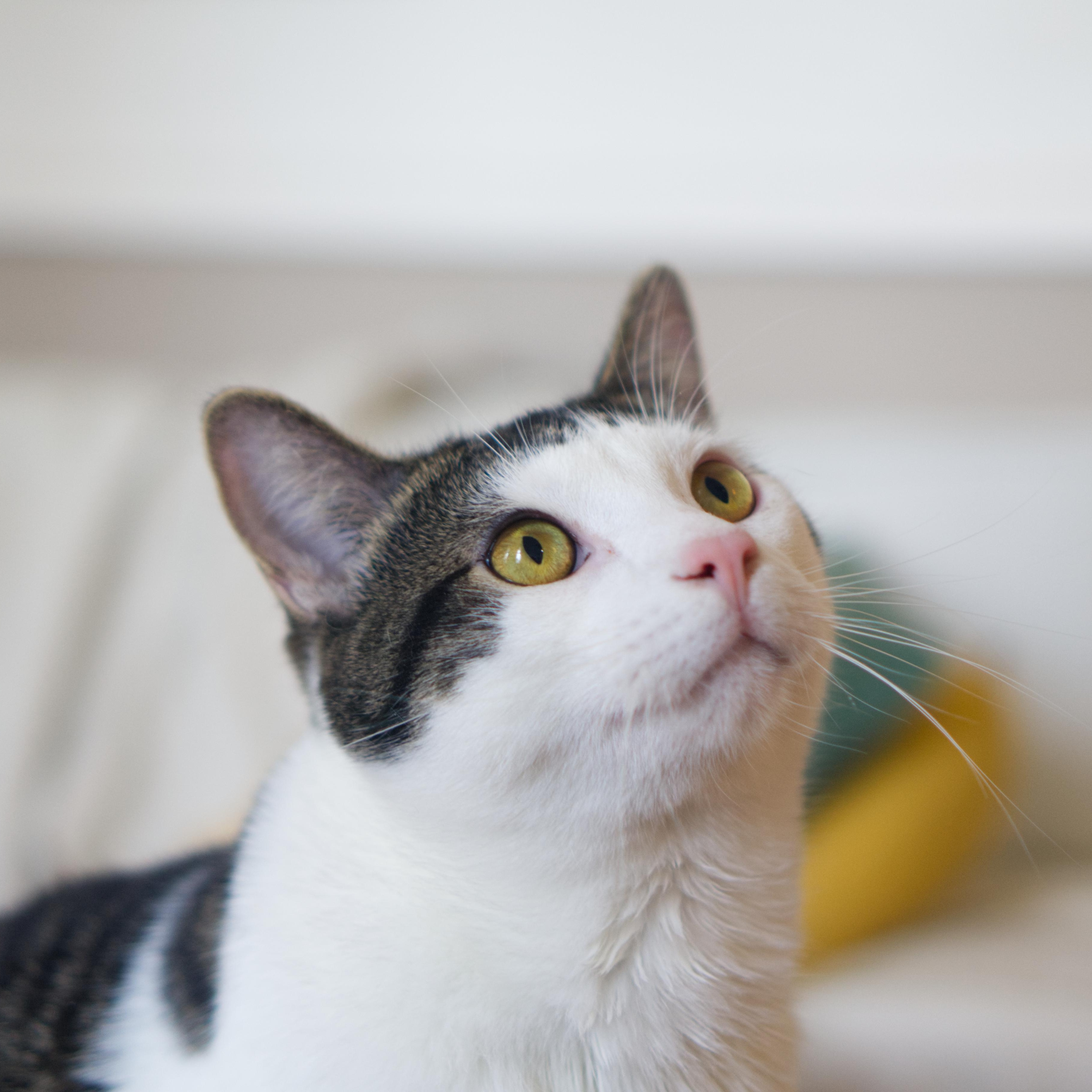 Karwai, ADOPTABLE, Adult Male Domestic Short Hair.